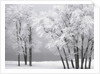 Foggy winter day at Bear Lake by Anonymous