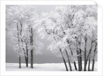 Foggy winter day at Bear Lake by Anonymous
