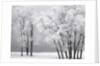 Foggy winter day at Bear Lake by Anonymous
