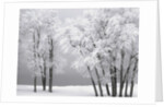 Foggy winter day at Bear Lake by Anonymous