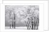 Foggy winter day at Bear Lake by Anonymous