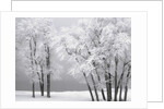 Foggy winter day at Bear Lake by Anonymous