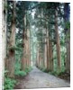 Row of Japanese Cedar by Anonymous