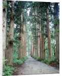 Row of Japanese Cedar by Anonymous