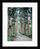 Row of Japanese Cedar by Anonymous