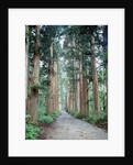 Row of Japanese Cedar by Anonymous