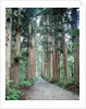 Row of Japanese Cedar by Anonymous