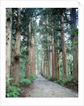 Row of Japanese Cedar by Anonymous