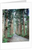 Row of Japanese Cedar by Anonymous