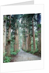 Row of Japanese Cedar by Anonymous