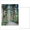 Row of Japanese Cedar by Anonymous