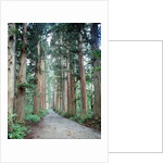 Row of Japanese Cedar by Anonymous