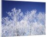Trees white with frost, blue background, Hokkaido prefecture, Japan by Anonymous