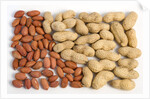 Nuts in and out of the shell by Anonymous
