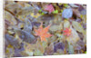 Leaves on ground covered in frost by Anonymous
