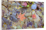 Leaves on ground covered in frost by Anonymous