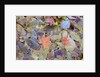 Leaves on ground covered in frost by Anonymous