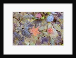 Leaves on ground covered in frost by Anonymous