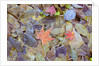 Leaves on ground covered in frost by Anonymous