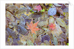 Leaves on ground covered in frost by Anonymous