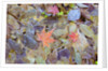 Leaves on ground covered in frost by Anonymous