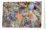 Leaves on ground covered in frost by Anonymous