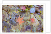 Leaves on ground covered in frost by Anonymous