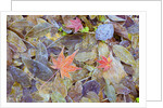 Leaves on ground covered in frost by Anonymous