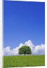 Single tree in a field under a blue sky. Hokkaido, Japan by Anonymous
