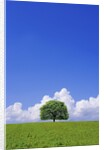 Single tree in a field under a blue sky. Hokkaido, Japan by Anonymous