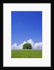 Single tree in a field under a blue sky. Hokkaido, Japan by Anonymous