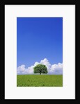 Single tree in a field under a blue sky. Hokkaido, Japan by Anonymous