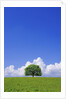 Single tree in a field under a blue sky. Hokkaido, Japan by Anonymous