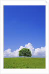 Single tree in a field under a blue sky. Hokkaido, Japan by Anonymous
