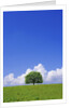Single tree in a field under a blue sky. Hokkaido, Japan by Anonymous