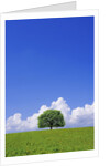 Single tree in a field under a blue sky. Hokkaido, Japan by Anonymous