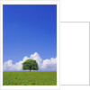 Single tree in a field under a blue sky. Hokkaido, Japan by Anonymous