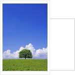 Single tree in a field under a blue sky. Hokkaido, Japan by Anonymous