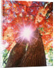 Sunlight shining through trees by Anonymous