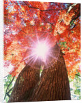 Sunlight shining through trees by Anonymous