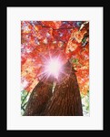 Sunlight shining through trees by Anonymous