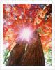 Sunlight shining through trees by Anonymous