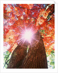 Sunlight shining through trees by Anonymous
