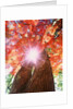 Sunlight shining through trees by Anonymous