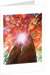 Sunlight shining through trees by Anonymous