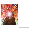 Sunlight shining through trees by Anonymous