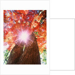 Sunlight shining through trees by Anonymous
