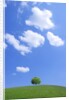 Single tree in a field under a blue sky. Hokkaido, Japan by Anonymous