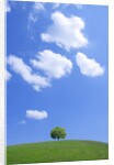 Single tree in a field under a blue sky. Hokkaido, Japan by Anonymous