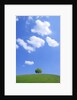 Single tree in a field under a blue sky. Hokkaido, Japan by Anonymous